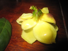 Camellia nitidissima