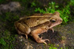 Incilius canaliferus