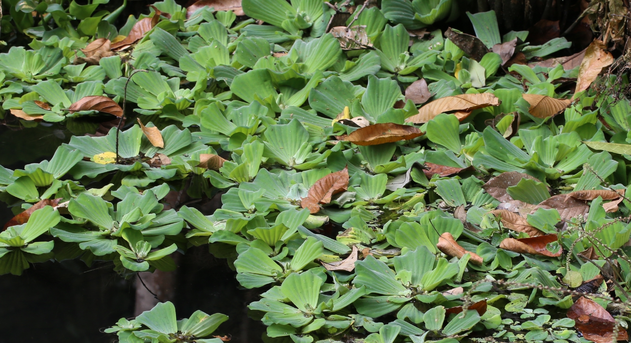Pistia stratiotes — ảnh 3
