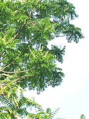 Azadirachta excelsa