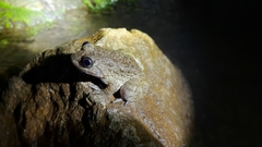 Limnonectes kuhlii
