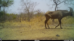 Hippotragus equinus koba