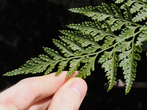 Hare's Foot Fern (Davallia solida)