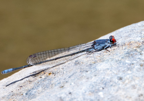 Cherry-eye Sprite