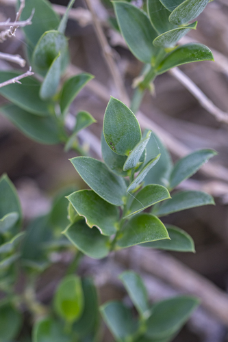 Oval Asparagus (Asparagus ovatus)