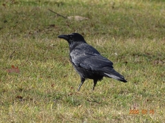 Corvus corone