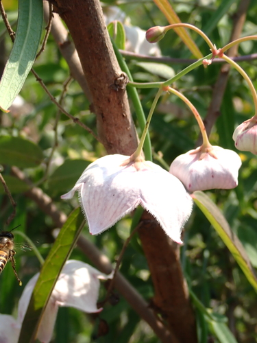 Rosy Milkweed Vine (Oxystelma esculentum)