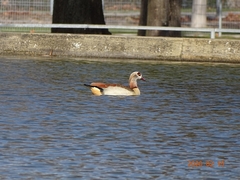 Alopochen aegyptiaca