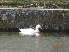 Anas platyrhynchos domesticus