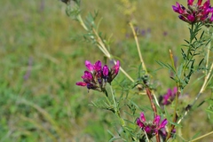 Astragalus cornutus