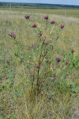 Astragalus cornutus