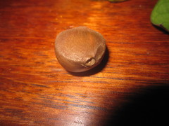 Camellia nitidissima