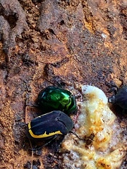 Lagochile emarginata