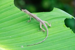Anolis unilobatus
