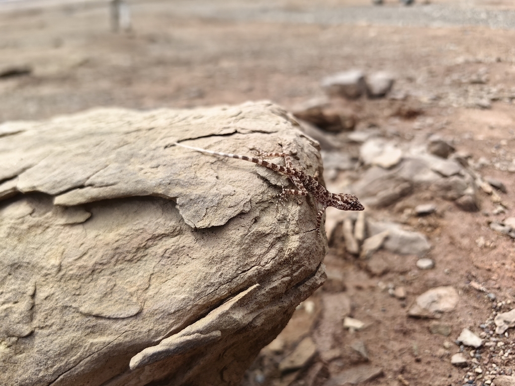 Dadun Bent-Toed Gecko