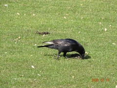 Corvus corone