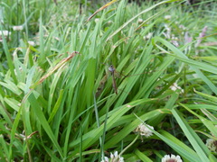 Tomopisthes horrendus