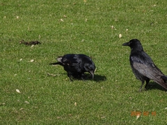 Corvus corone