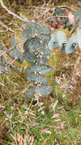Eucalyptus perriniana, photograph 5