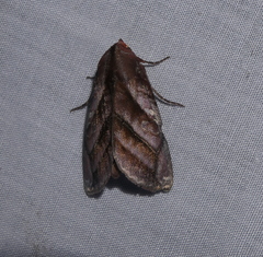 Hemicephalis