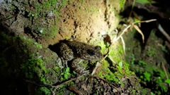 Limnonectes kuhlii