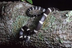 Tropidodipsas fasciata