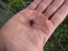 Phorbanta variabilis