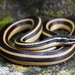 Sooty Black-striped Snake - Photo (c) Wouter Beukema, some rights reserved (CC BY-NC), uploaded by Wouter Beukema