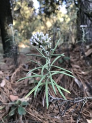 Gnaphaliothamnus salicifolius