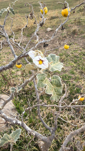 white-margined nightshade