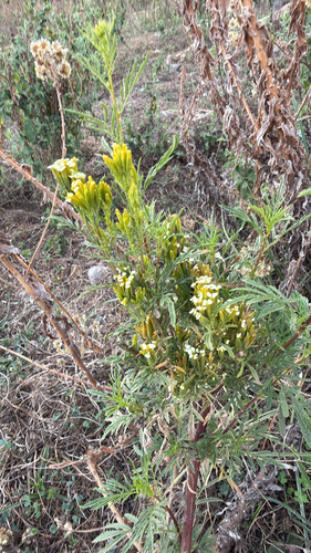 wild marigold