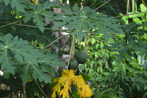 Carica papaya