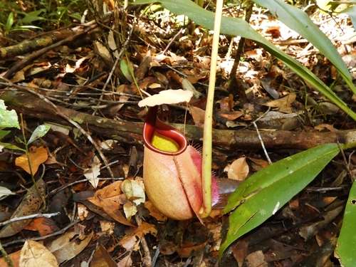 Nepenthes bicalcarata