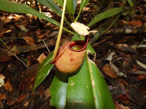 Nepenthes bicalcarata