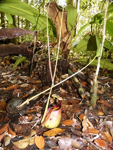 Nepenthes bicalcarata