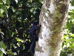 Callosciurus prevostii pluto