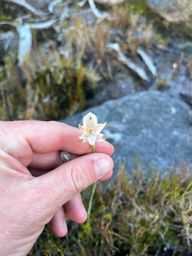 Swamp Sun Orchid (Thelymitra cyanea)
