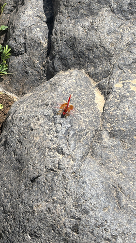 Orange-winged Dropwing