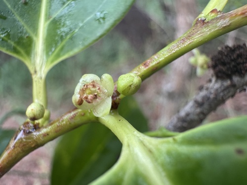Casearia silvana observed 2026-02-11