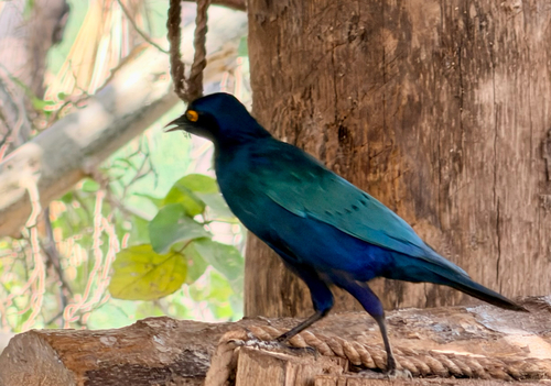 Greater Blue-eared Starling
