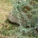 Acacia laeta