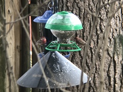 Haemorhous mexicanus