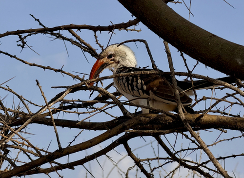Northern Red-billed Hornbill