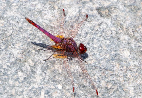 Violet Dropwing