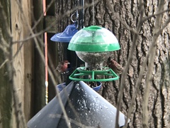 Haemorhous mexicanus