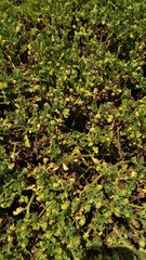 Grangea maderaspatana