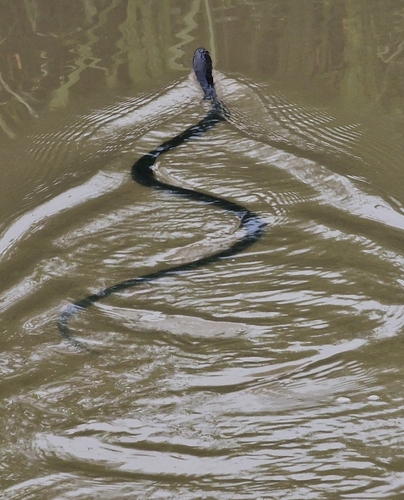 Equatorial Spitting Cobra