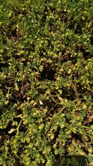 Grangea maderaspatana