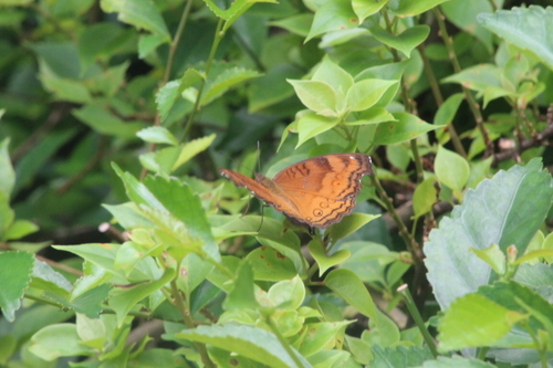 Junonia hedonia