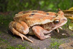 Incilius canaliferus